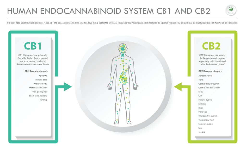 medical marijuana and brain cancer