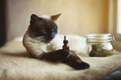 support animal pawing cbd bottle