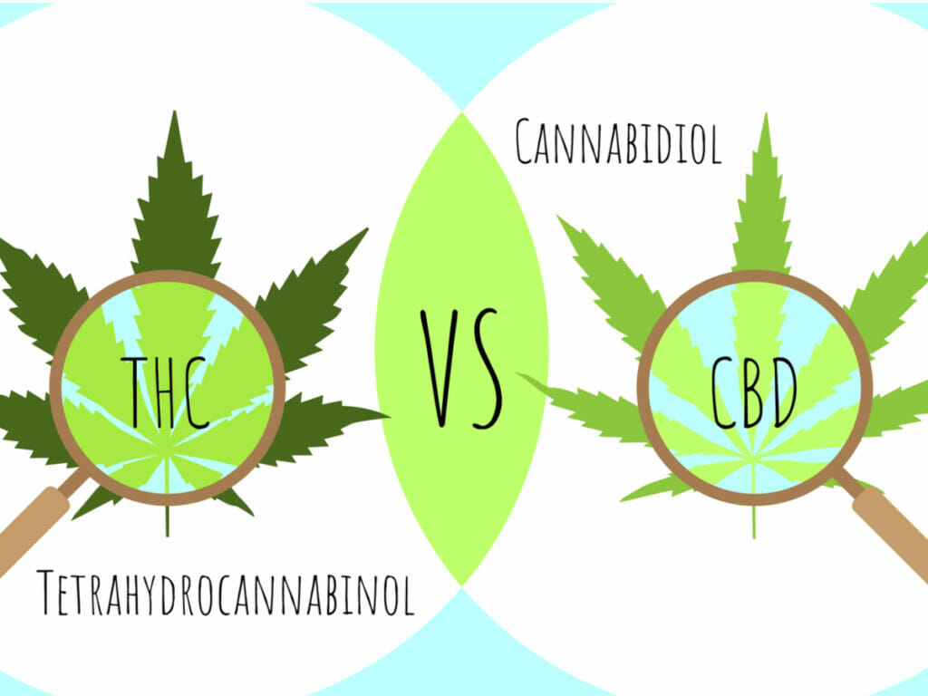 cbd vs thc