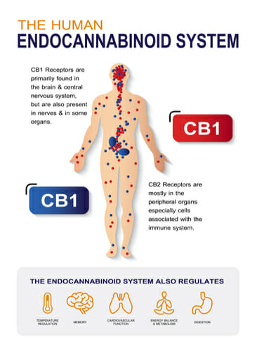 endocannabinoid system