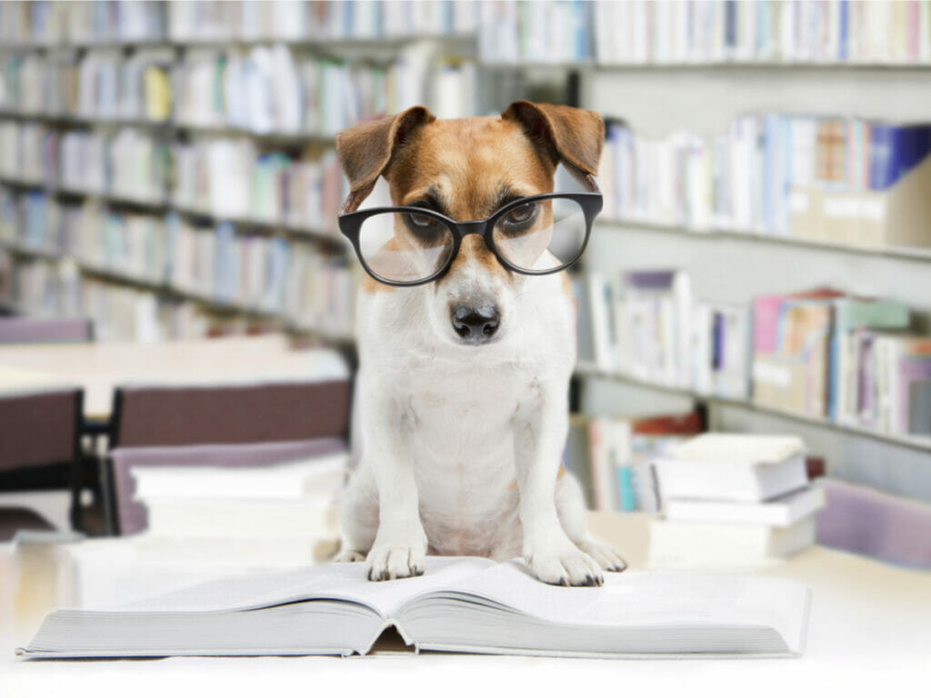 dog reading a book