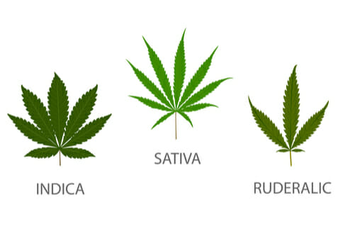 indica vs sativa vs hybrid