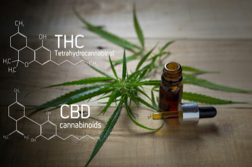 cbd and thc