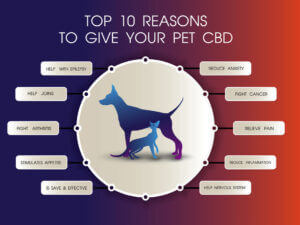 cbd for dogs