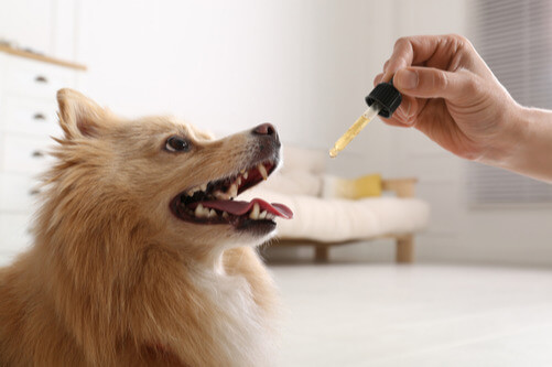 dog cbd tincture