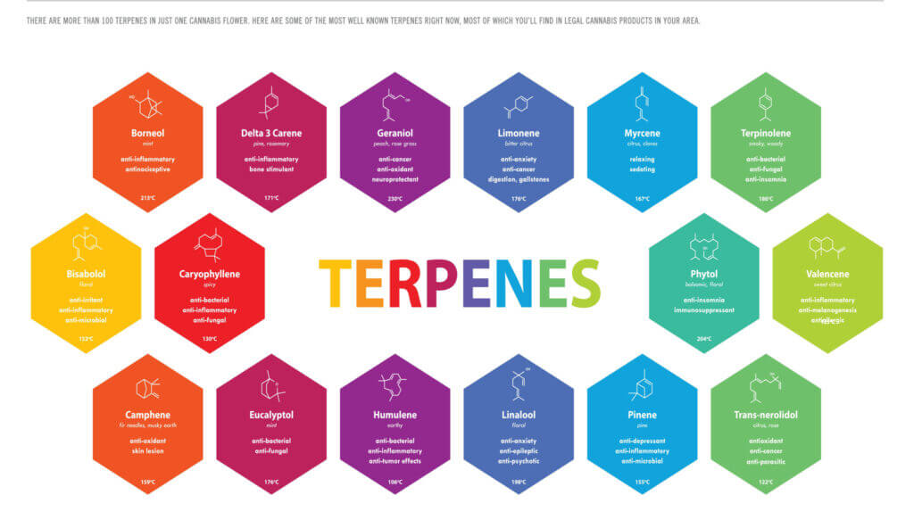 cbd terpenes