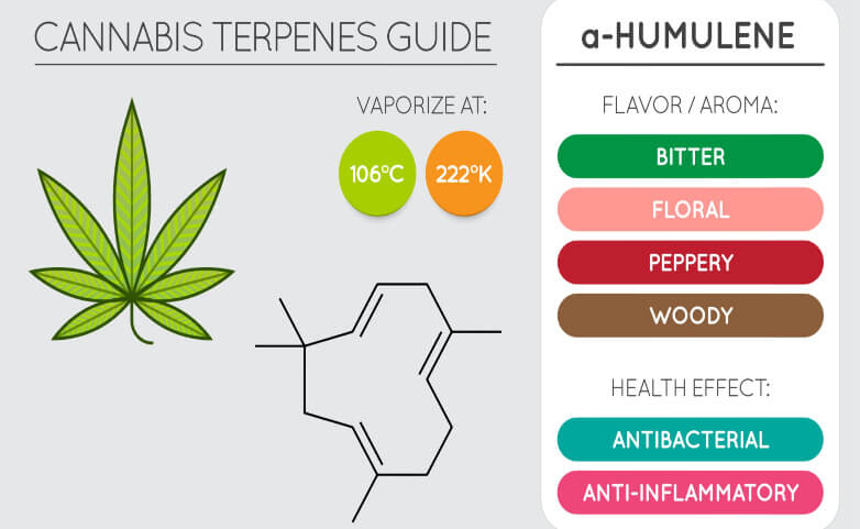 humilene guide