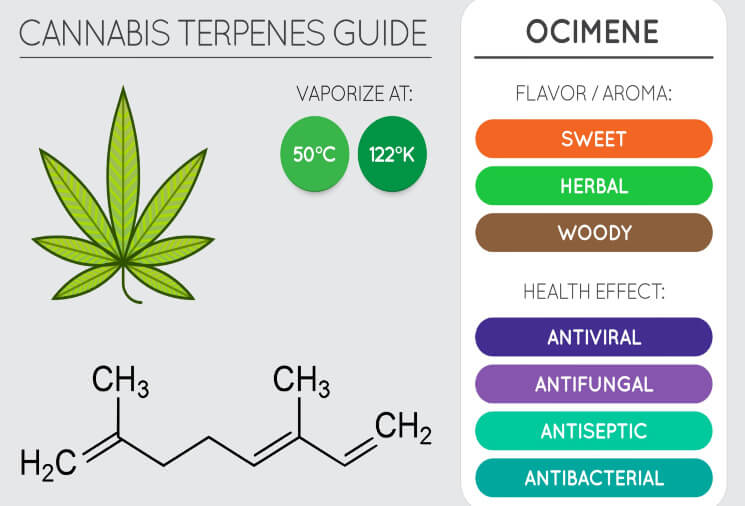 ocimene guide