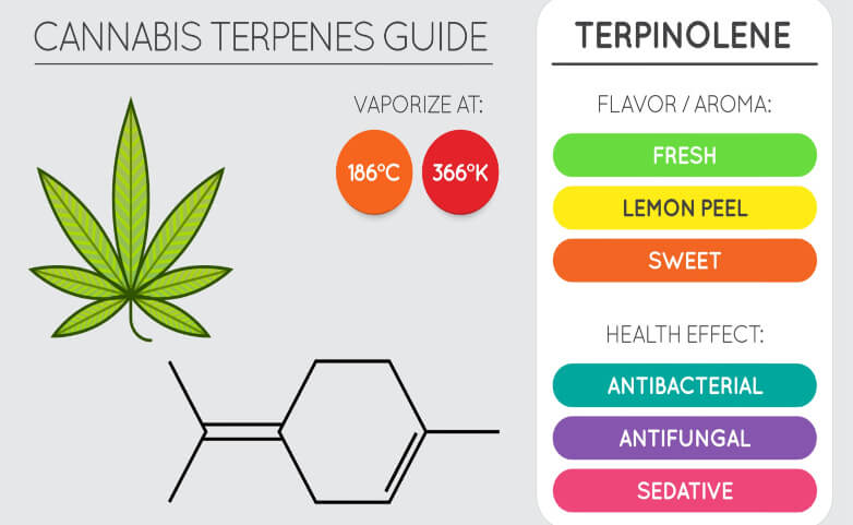 terpinolene guide