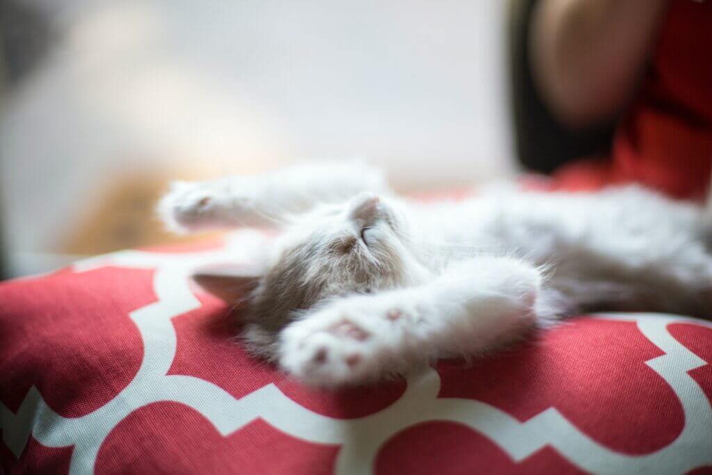 kitten sleeping on its back